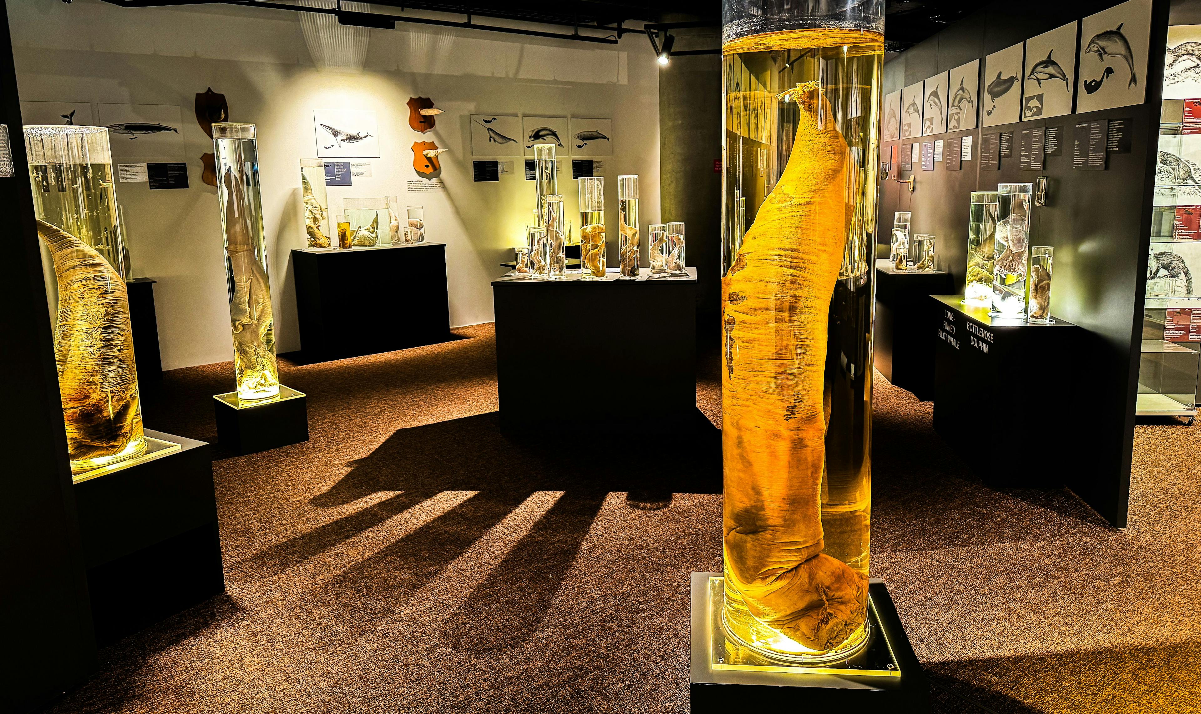 Exploring the Fascinating World of Penises at the Icelandic Phallological Museum