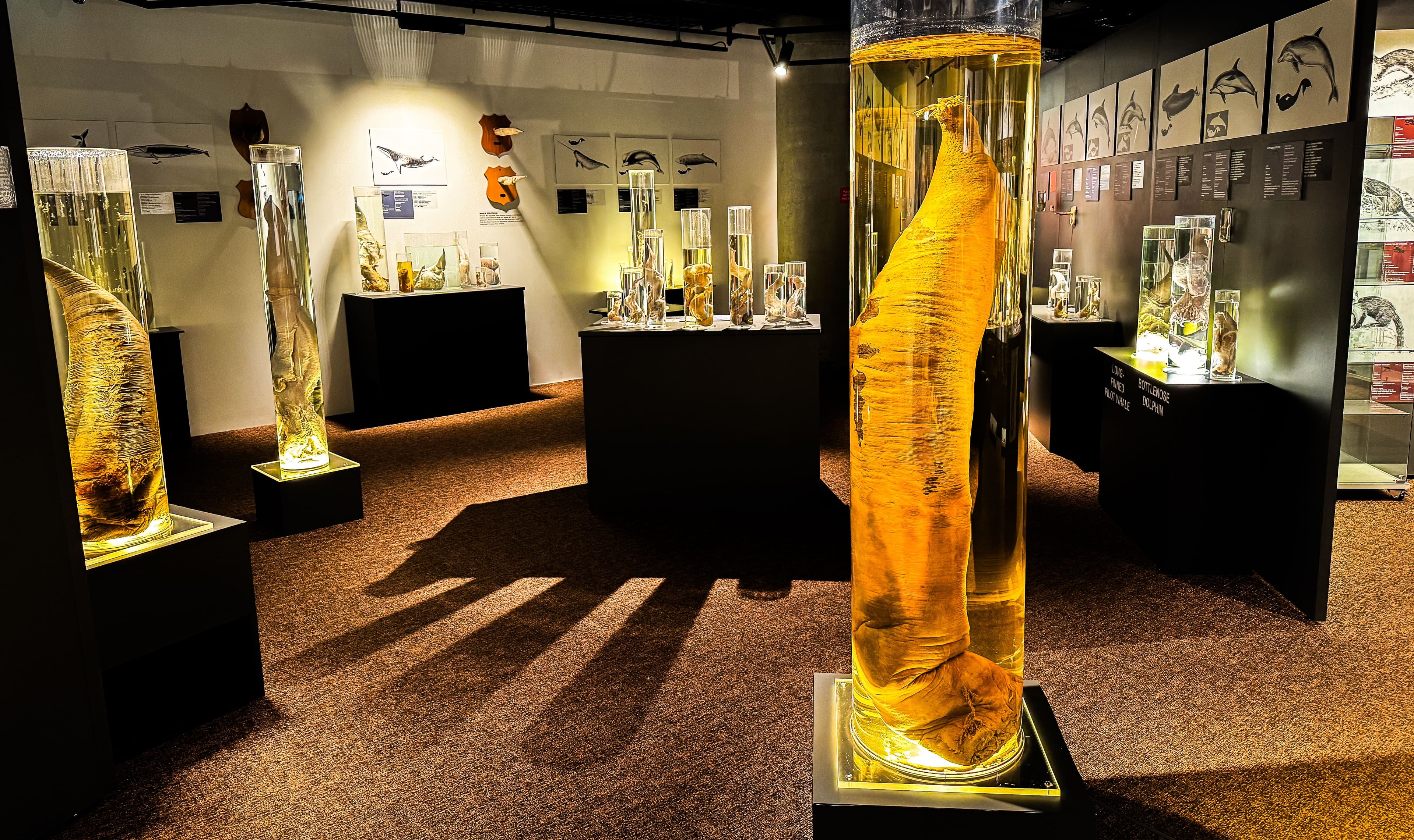 Exploring the Fascinating World of Penises at the Icelandic Phallological Museum