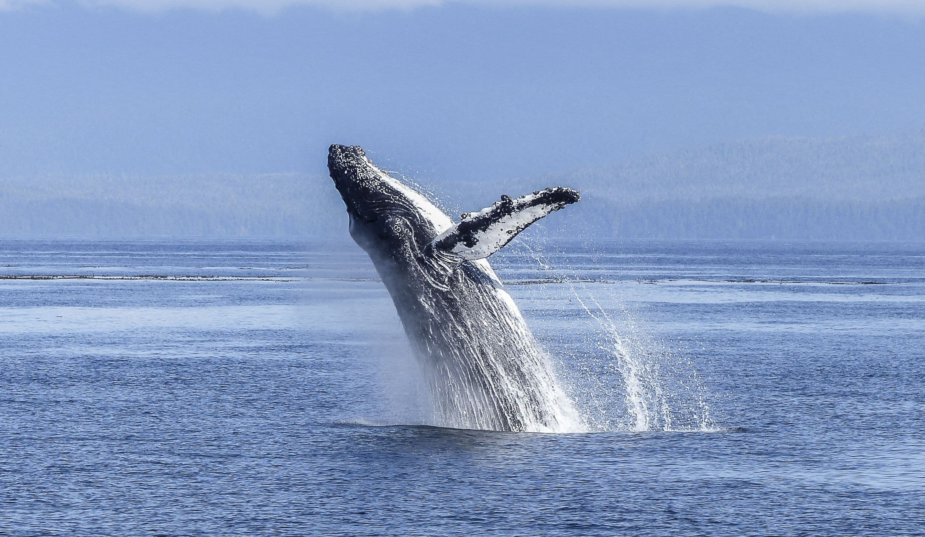 Embark on an Unforgettable Adventure: Whale Watching in Husavik