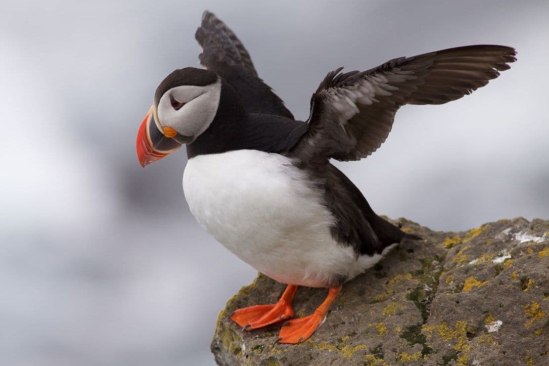 Best places to see puffins in Iceland