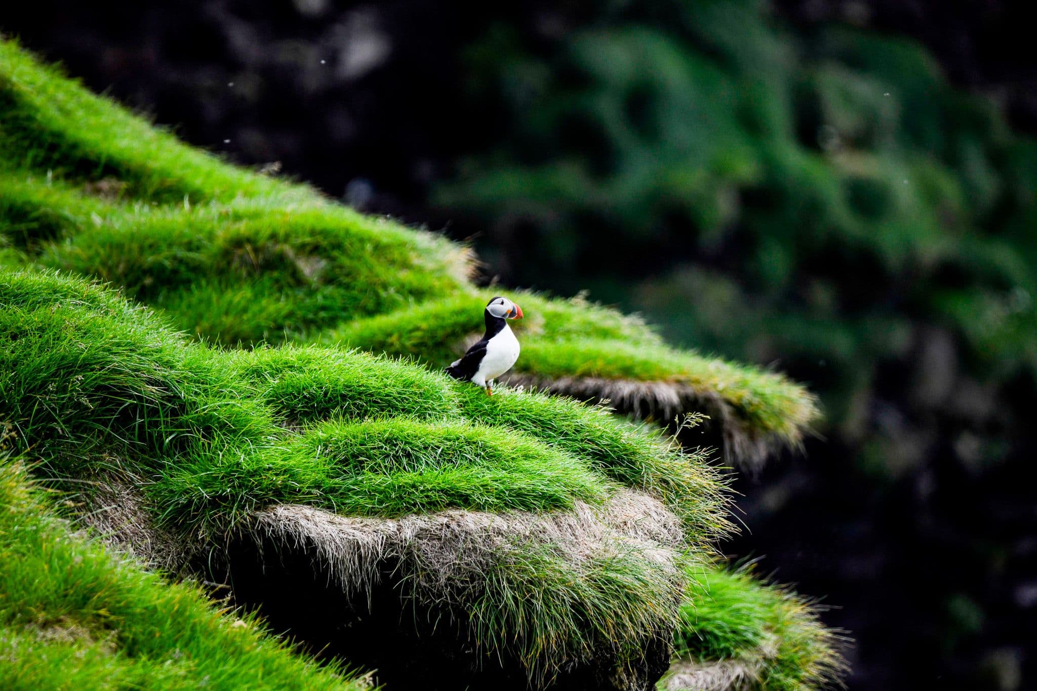 Exploring Iceland's Wildlife