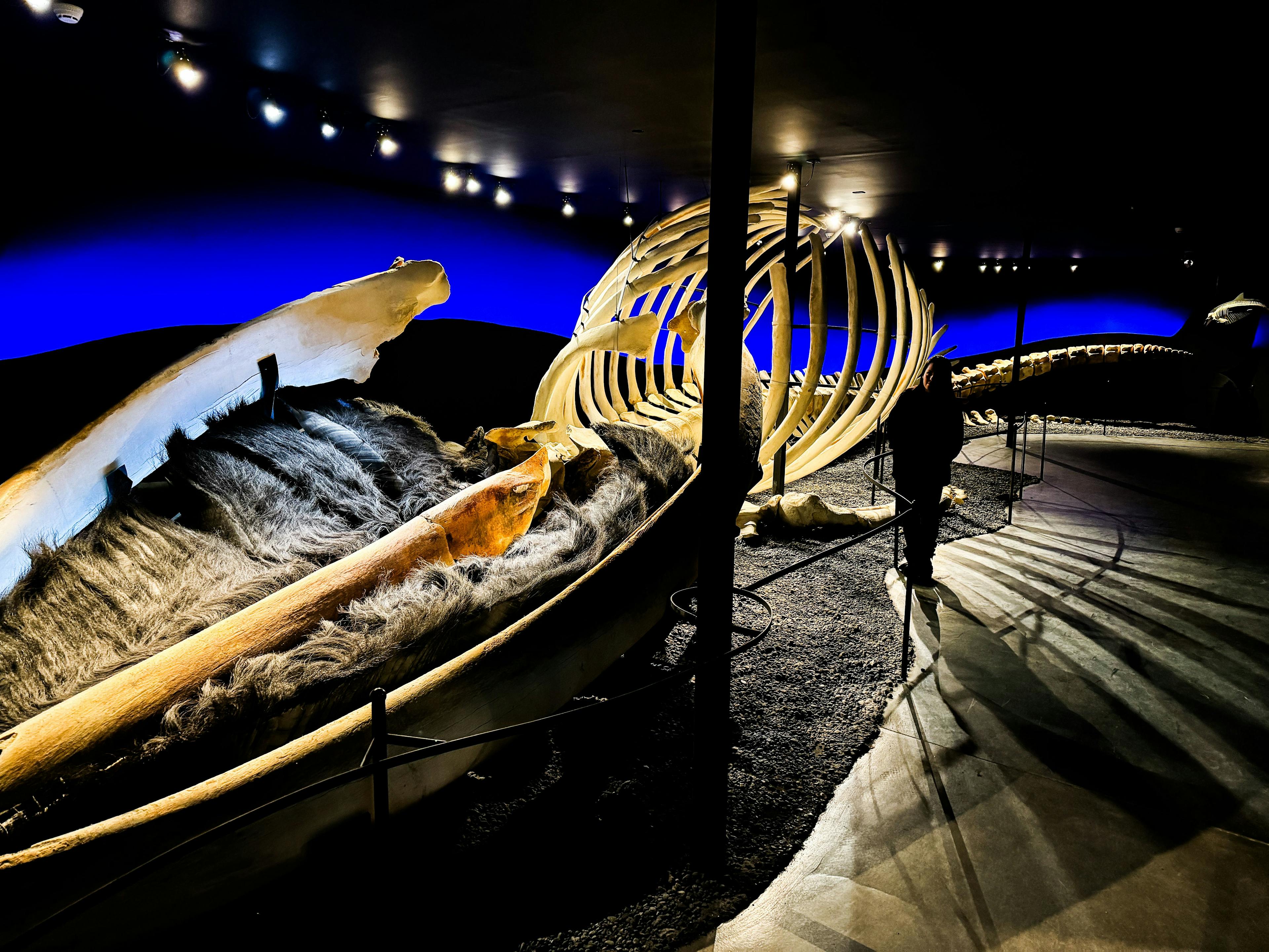  Exploring the Depths: A Journey Through the Whale Museum in Húsavík